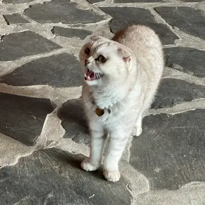 다솜 갤러리의 사진