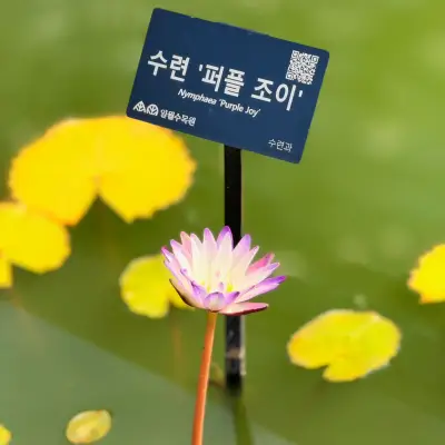 일월 수목원의 사진