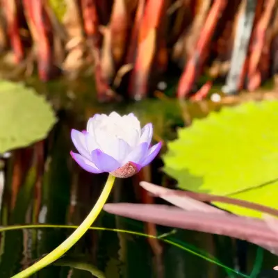 일월 수목원의 사진